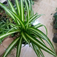 گل گندمی مناسب برای هدیه|گل و گیاه طبیعی|بیرجند, |دیوار