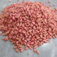 گندم بذری سم زدایی شده