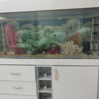 آگواریوم ۱۲۰ در ۷۰|ماهی|مشهد, انقلاب|دیوار