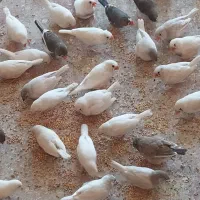 فنج و مرغ عشق