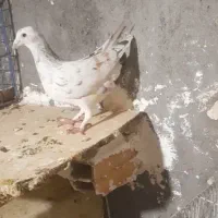 کفتر صید|پرنده|مشهد, شهرک شهید باهنر|دیوار