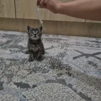 واگذاری بچه گربه dsh پسر ۴ ماهه