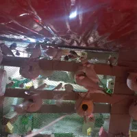 فنج نرگسی شکلاتی سیلور بلبلی وسفید|پرنده|کرخه, |دیوار