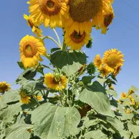 باغ سیب سمیرم با امکانات