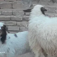 شیشک زائیده با بره ماده|حیوانات مزرعه|آران و بیدگل, |دیوار