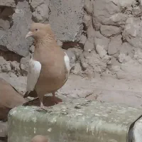ماده سینه زرد