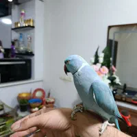 ملنگو زرد و سفید اوپال کار داده  شاه طوطی