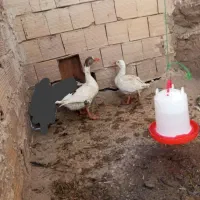 مرغو خروس و بوقلمون بیوتی 6 و غاز|حیوانات مزرعه|الوند, |دیوار