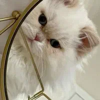 شیرین ترین گربه ی دنیا|گربه|قم, شاه ابراهیم|دیوار