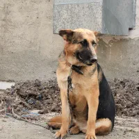 ژرمن کینگ ساز گرید A|سگ|ماهدشت, |دیوار