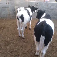 گاو گوساله جوانه|حیوانات مزرعه|نیشابور, دربقاضی|دیوار