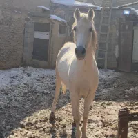 اسب|اسب و تجهیزات اسب‌سواری|پیر بکران, |دیوار