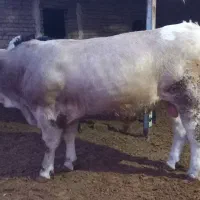 ۴راس گوساله سمینتال چاق