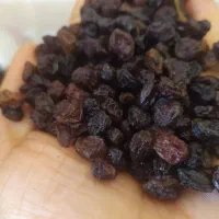 فروش کشمش و مویز|خوردنی و آشامیدنی|کاشمر, |دیوار