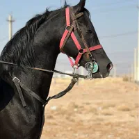 سیلمی دوسر مشکی جهت کشش|اسب و تجهیزات اسب‌سواری|یزد, |دیوار