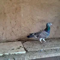 پلاکی مسافتی المانی پولکی قره|حیوانات مزرعه|مشهد, کوی دروی|دیوار