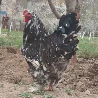 برهما بلک متلد