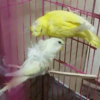 مرغ عشق پروانه ای