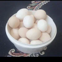 تخم مرغ محلی