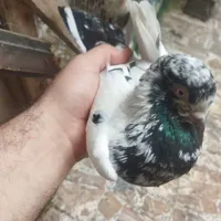 سلام به هر چی عشق کبوتر پرشی|پرنده|لاهیجان, خالو باغ|دیوار
