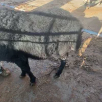 قوچ قره قزل