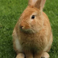 خرگوش.کفترمرغ