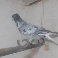 دم سفید|حیوانات|کبودرآهنگ, |دیوار