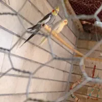 عروس هلندی به صورت تکی و یکجا|حراج|پاکدشت, پاکدشت (مامازند)|دیوار