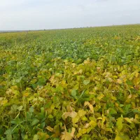 اجاره زمین کشاورزی|اجارهٔ دفتر صنعتی، کشاورزی، تجاری|بیله سوار, |دیوار