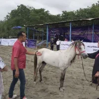 نیروی کار در باشگاه سوارکاری رضوانشهر گیلان