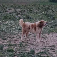 سگ گله ای نگهبان جونوری
