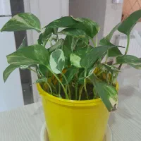گل پتوس|گل و گیاه طبیعی|رشت, شهرک قدس|دیوار