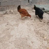 سلام بوقلمون بوربور و دوتا جوجه مرغ بزرگ|حیوانات مزرعه|بجنورد, |دیوار