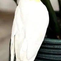 عروس هلندی گمشده