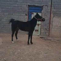 اسب مادیان کرد عرب.|اسب و تجهیزات اسب‌سواری|بستان آباد, |دیوار