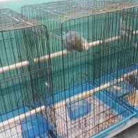 طوطی  راهب جفت مولد|پرنده|قائم‌شهر, |دیوار