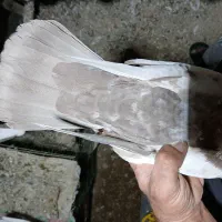 پرنده|پرنده|گتوند, |دیوار