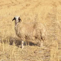 گوسفند سنجابی درجه یک فی بلا|حیوانات مزرعه|ماهیدشت, |دیوار