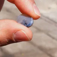 شجر|بدلیجات|شیراز, شاپورجان|دیوار