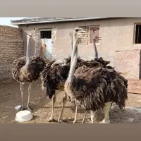 جوجه شترمرغ موجوده