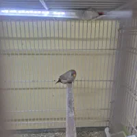 فنچ شارکول|پرنده|بندرعباس, |دیوار