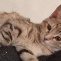 پیشی های ۵ ماهه زرد نر توسی و مشکی  ماده|گربه|کرمانشاه, |دیوار