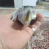 عروس هلندی
