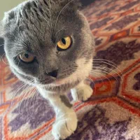 گربه اسکاتیش|گربه|بندر گناوه, |دیوار