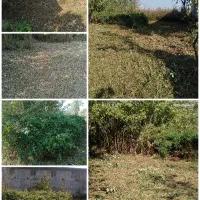 علفزنی.لی زنی.تمشک زنی