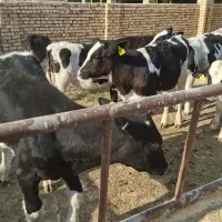 گوساله نر صنعتی|حیوانات مزرعه|جعفرآباد, |دیوار