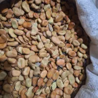 بذر باقلا شاخ بزی