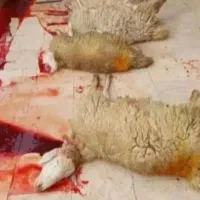 حراج گوسفندفروشی نر سالم عقیقه نذری|حیوانات مزرعه|قم, صفاشهر|دیوار