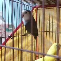 فروش یا معاوضه طوطی کوتوله نر|پرنده|بندرعباس, |دیوار