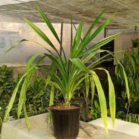 انواع گیاهان آپارتمانی و بستر آماده کاشت (خاک برگ)|گل و گیاه طبیعی|بستان آباد, |دیوار